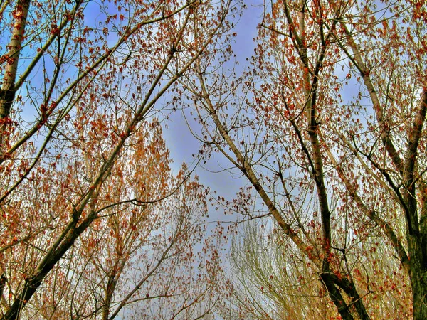 Outono Céu Azul Com Árvores Amarelas Folhas Vermelhas Secas Caídas — Fotografia de Stock