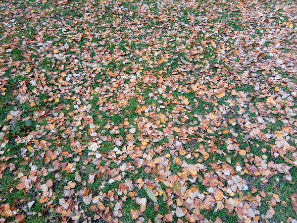 Background Fallen Birch Dry Yellow Red Orange Leaves Green Grass — Stock Photo, Image