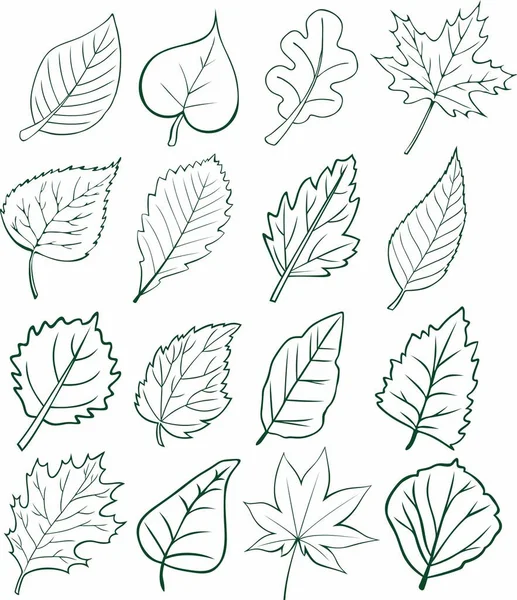Monochrome Vector Leaves Different Trees Oak Maple Lilac Aspen — Stock Vector