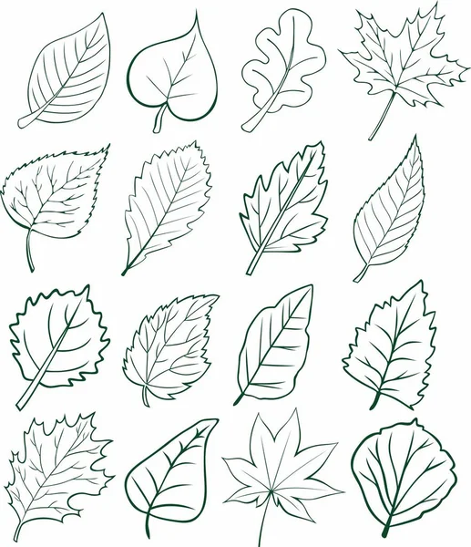 Feuilles Vectorielles Monochromes Différents Arbres Chêne Érable Lilas Tremble — Image vectorielle