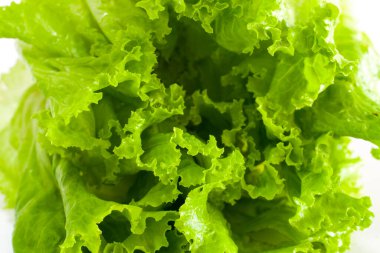 Close-up green salad leaves. raw lettuce isolated on white background.