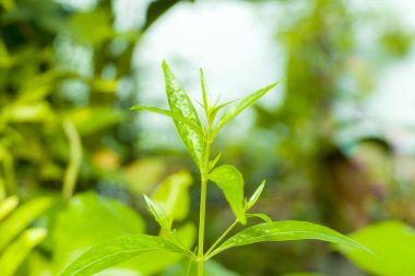 Andrographis paniculata or green chiretta is an annual herbaceous plant in the family Acanthaceae.  Can relieve sore throat, reduce fever, heat up the cold green leaves vegetable nature protect corona 19