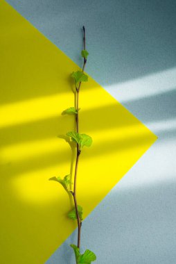 Yeşil bir dal dikey olarak sarı ve mavinin düz yüzeyinin ortasında yatay benek çizgileriyle yerleştirilmiş. Renkli botanik arkaplan.