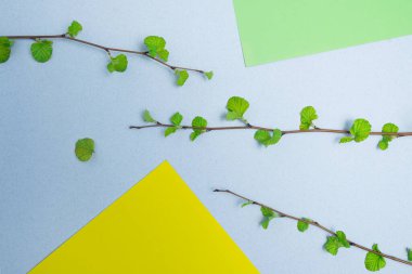 Sarı ve açık yeşil kağıt köşeli açık mavi renkli kağıt üzerinde yeşil yaprakları olan düz brunchlar. Bloglama ve ürün yerleştirme için kağıt ve bitkilerin arka planı.