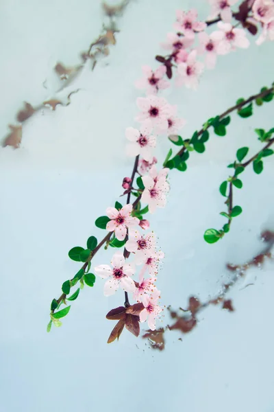 Layout of tender light pink spray of bloom  and two green twigs on transparent glass surface with stains and water drops and blurred red twigs underneath on blue backdrop.