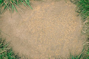 Sarı kumtaşı dokusu, kenarlarında yeşil ve kuru sarı çimenler olan yakın plan. Çimen ve taştan yapılmış doğal bahçe çerçevesi.
