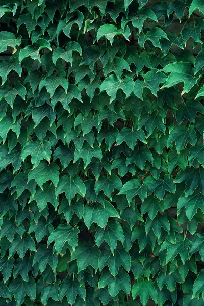 Verde Hojas Uva Silvestre Fondo Tejido Natural Hojas Simples Cubre — Foto de Stock