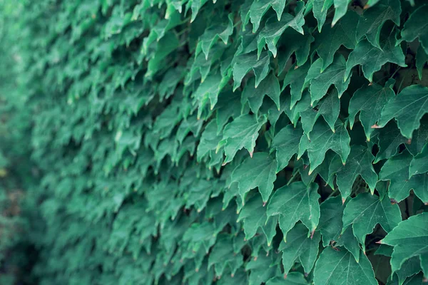 Green Wild Grape Leaves Background Natural Weave Simple Leaves Covers — Stock Photo, Image