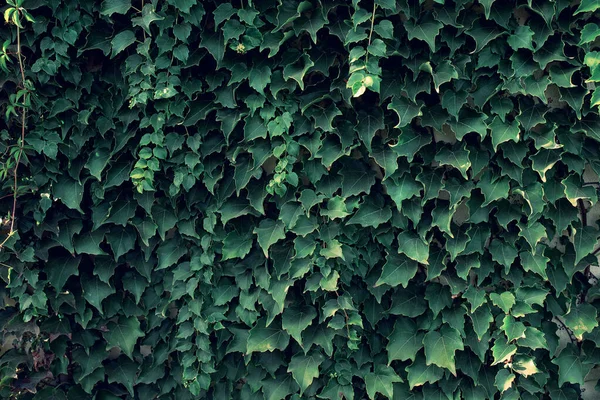 Verde Hojas Uva Silvestre Fondo Tejidos Naturales Hojas Simples Cubren — Foto de Stock