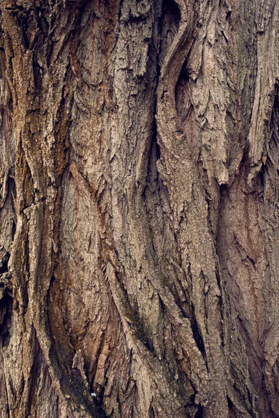 Textura Corteza Tronco Árbol Audaz Áspero Fondo Natural Madera — Foto de Stock