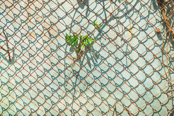 Textura Cerca Corrente Ligação Sua Sombra Parede Velha Estuque Com — Fotografia de Stock