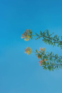 Sarı ve turuncu yapraklı iki akasya dalı, parlak mavi gökyüzünün arka planında..