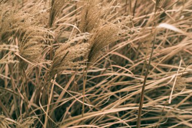 Kabarık kamış kamışlarının seçici odak noktası, hepsi soluk ve kuru, rüzgara yayılmış. Sarımsı acele arkaplanı.