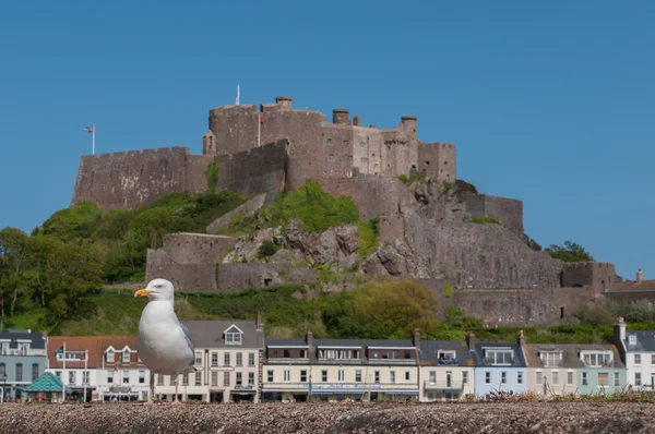 Martı Mont Orgueil castle yakınındaki
