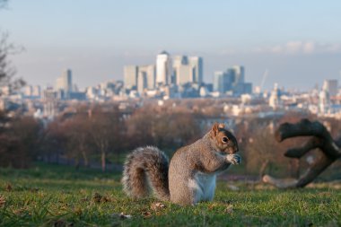 Greenwich park, Londra sincap