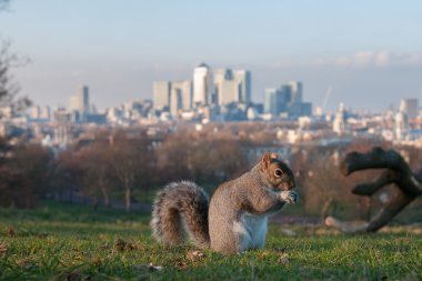 Squirrel in Greenwich park, London clipart