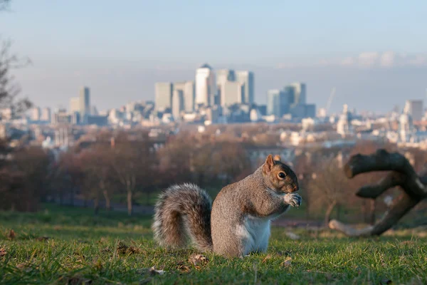 Esquilo em Greenwich Park, Londres Imagens Royalty-Free