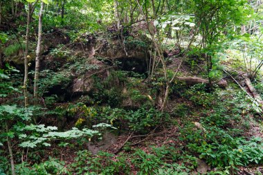 Yeşil orman, mistisizm, ağaç kökleri, arka plan, karpatlar, orman, doğa, taşlar standart değildir.