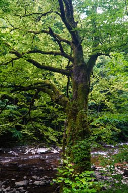 Standart bir ağaç değil, arka plan, doğa, karpatlar, ormandaki bir ağaç, aşırı büyümüş bir ağaç, antik bir orman, suyun üstünde bir ağaç, büyük bir ağaç, yeşil bir ağaç.
