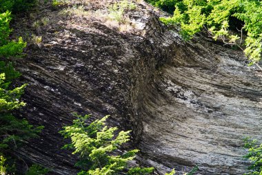 Ormandaki kaya, taşlar, arka plan, doğa, Karpatların doğası, orman, kayadaki ağaç, nehir, gri taşlar, yeşil orman