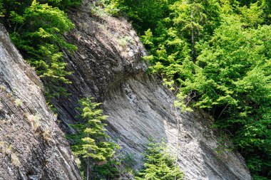 Ormandaki kaya, taşlar, arka plan, doğa, Karpatların doğası, orman, kayadaki ağaç, nehir, gri taşlar, yeşil orman