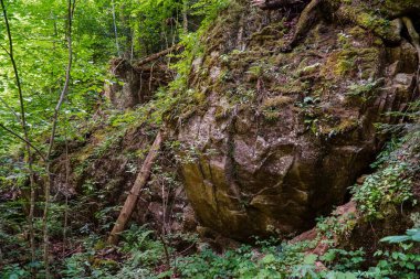 Yeşil orman, mistisizm, ağaç kökleri, arka plan, karpatlar, orman, doğa, taşlar standart değildir.