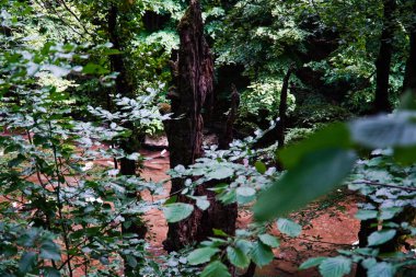Standart bir ağaç değil, arka plan, doğa, karpatlar, ormandaki bir ağaç, aşırı büyümüş bir ağaç, antik bir orman, suyun üstünde bir ağaç, büyük bir ağaç, yeşil bir ağaç.