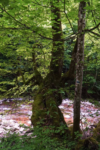 Pas Arbre Standard Fond Nature Carpates Arbre Dans Une Forêt — Photo