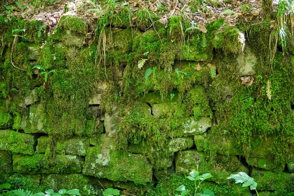Green Stones Stones Moss Background Nature Carpathians Ancient Stones Forest — Stockfoto