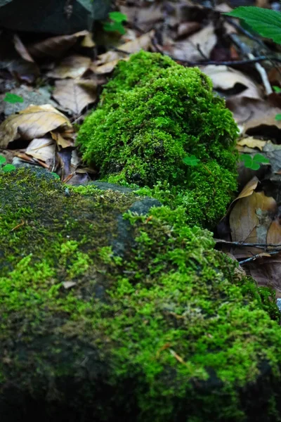绿宝石 苔藓中的石头 喀尔巴阡山脉 古老的石头 数百年的森林 茂密的森林 神秘主义 — 图库照片