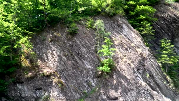 Roca Bosque Piedras Fondo Naturaleza Naturaleza Los Cárpatos Bosque Árbol — Vídeos de Stock