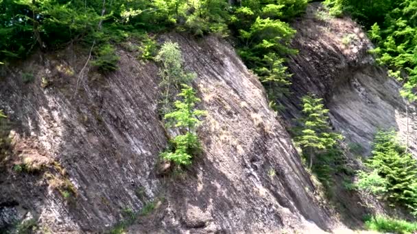 Rock Forest Stones Background Nature Nature Carpathians Forest Tree Rock — Αρχείο Βίντεο