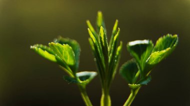 Çimenlerin, yeşilin, yaprağın, bitkinin, doğanın, yaprakların, baharın, bitkinin, taze, ağacın, bahçenin, yemeğin, yakınlaşmanın, çiçeğin, doğal, makro, maydanozun, büyümenin, nane, çimenin, kapanışın, yazın, tarlanın, organik, sebzenin, tazeliğin,