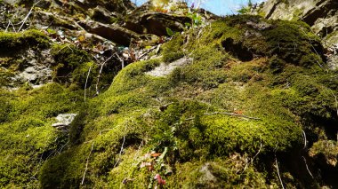 Kayalarda yosun, yosun, yeşil, doğa, ağaç, su, orman, kaya, taş, bitki, doğal, nehir, çimen, çevre, ahşap, dere, manzara, yapraklar, liken, taşlar, ıslak, yaprak, bahar, doku, açık hava, sonbahar