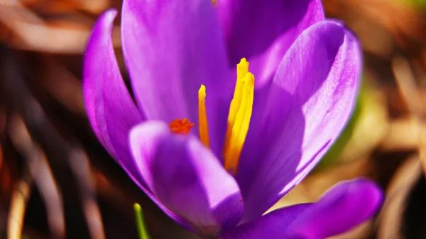 Croco Nella Foresta Croco Fiore Primavera Viola Natura Pianta Viola — Foto Stock