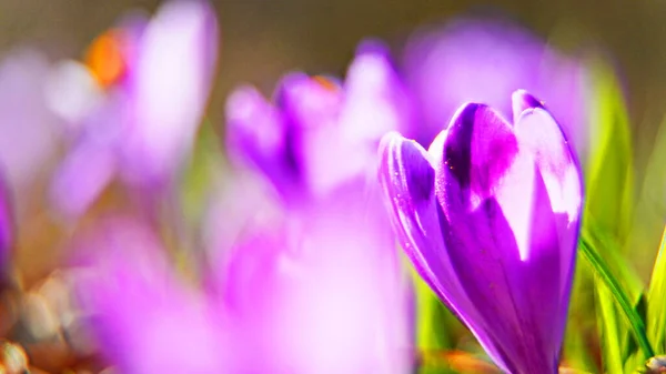 Crocus Forest Crocus Flower Spring Purple Nature Plant Violet Blossom — Zdjęcie stockowe