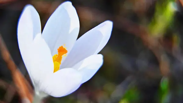 Крокус Лесу Цветок Белый Весна Природа Крокус Растение Макро Зелёный — стоковое фото