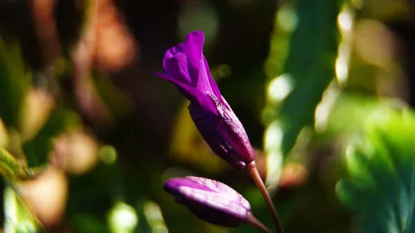 Close Flower Flower Nature Plant Spring Purple Pink Flowers Garden — Stock Photo, Image