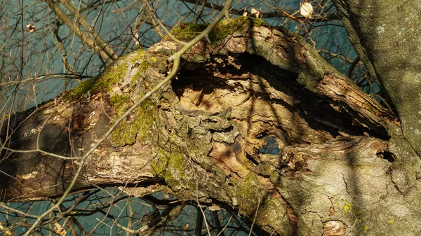 Muschio Sulle Rocce Muschio Verde Natura Albero Acqua Foresta Roccia — Foto Stock