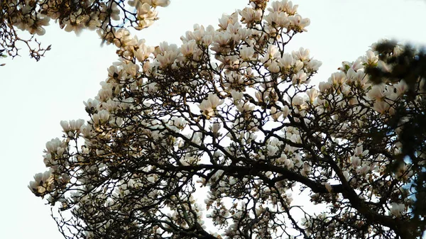 Magnolienblüte Gegen Blauen Himmel — Stockfoto