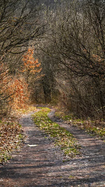 Güz ormanı, sonbahar, orman, yol, doğa, ağaç, patika, ağaçlar, sonbahar, manzara, yapraklar, orman, orman, ahşap, yeşil, patika, mevsim, yaprak, sarı, turuncu, kırsal, yeşillik, ağaçlık, patika