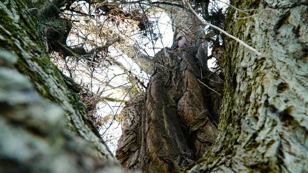 Woodpecker Tree Tree Bark Texture Nature Wood Old Trunk Forest — Stockfoto