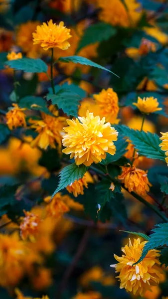 Kerria Japonica Flor Arbusto Color Amarillo Flor Fondo Naturaleza Amarillo —  Fotos de Stock