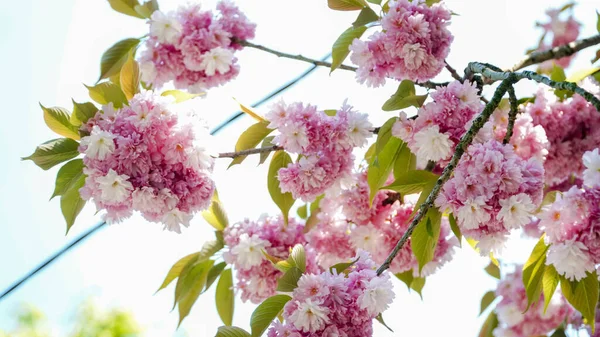 Bahçedeki pembe çiçekler, Japon kiraz çiçekleri, kiraz çiçekleri.