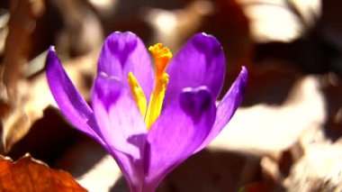 Ormanda, çiçek, crocus, bahar, doğa, mor, bitki, makro, çiçek, bahçe, menekşe, çiçek, çiçek, çiçek, çiçek, çiçek, çiçek, çiçek, çiçek, güzellik, mavi, güzel, taç yaprak, beyaz, çiçekler, pembe, yeşil, yakın plan, safran, nilüfer çiçeği, nilüfer çiçeği