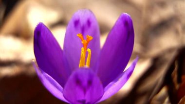 Ormanda, çiçek, crocus, bahar, doğa, mor, bitki, makro, çiçek, bahçe, menekşe, çiçek, çiçek, çiçek, çiçek, çiçek, çiçek, çiçek, çiçek, güzellik, mavi, güzel, taç yaprak, beyaz, çiçekler, pembe, yeşil, yakın plan, safran, nilüfer çiçeği, nilüfer çiçeği