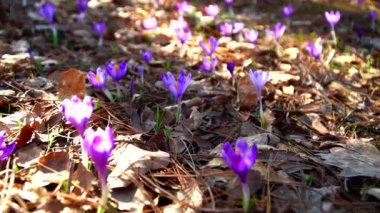 Ormanda, çiçek, crocus, bahar, doğa, mor, bitki, makro, çiçek, bahçe, menekşe, çiçek, çiçek, çiçek, çiçek, çiçek, çiçek, çiçek, çiçek, güzellik, mavi, güzel, taç yaprak, beyaz, çiçekler, pembe, yeşil, yakın plan, safran, nilüfer çiçeği, nilüfer çiçeği