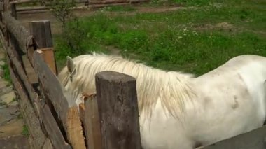 çiftlik atı, midilli, doğa, hayvanlar, çiftlik, beyaz midilli, at, doğa parkı