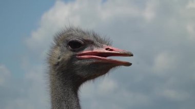 Devekuşu kafası, devekuşu başı, kuş, kafa, hayvan, gaga, boyun, göz, doğa, portre, vahşi yaşam, vahşi hayvanat bahçesi, büyük, emu, tüy, tüy, hayvanlar, yakın plan, çiftlik, fauna, yakın, yakın görünüm, yüz, komik gözler.