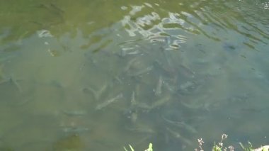 alabalık, balık, su altı, su altı, koi, havuz, deniz, göl, akvaryum, okyanus, sazan, yüzme, balıkçılık, doğa, japon balığı, mavi, hayvan, deniz, portakal, mercan, nehir, skuba, balık, tropikal, yüzme, altın